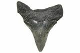 Serrated, Juvenile Megalodon Tooth - South Carolina #360943-1